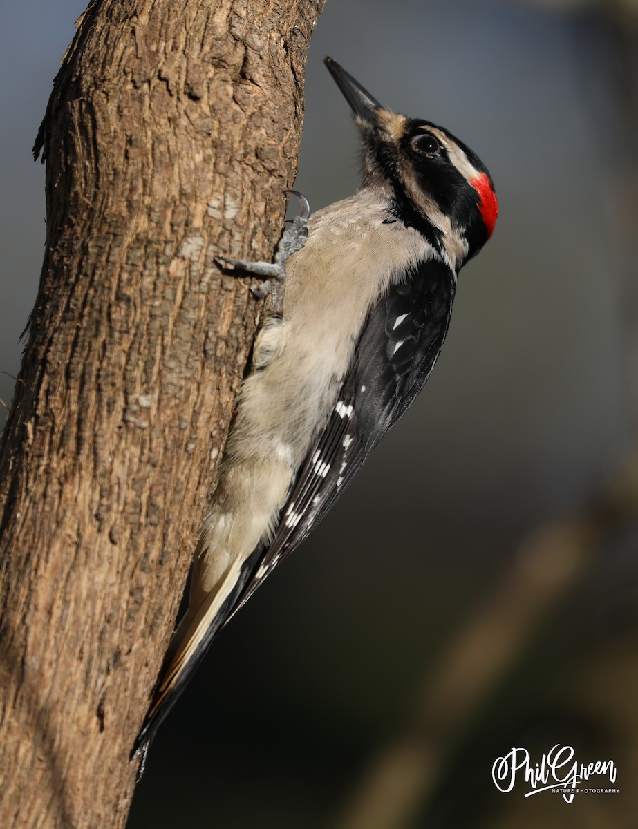 Hairy Woodpecker - Phil Green