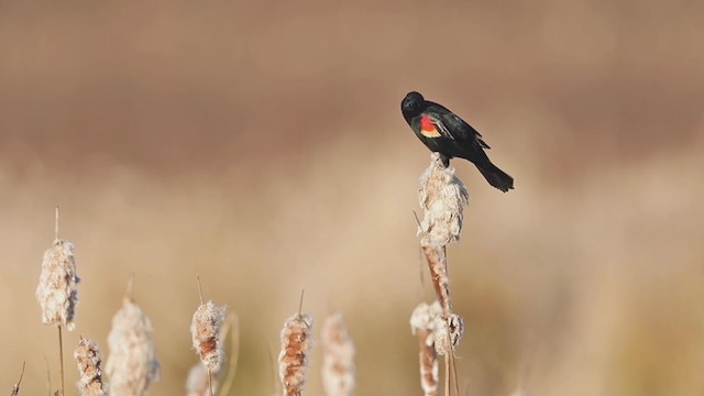 Red-winged Blackbird - ML211188471