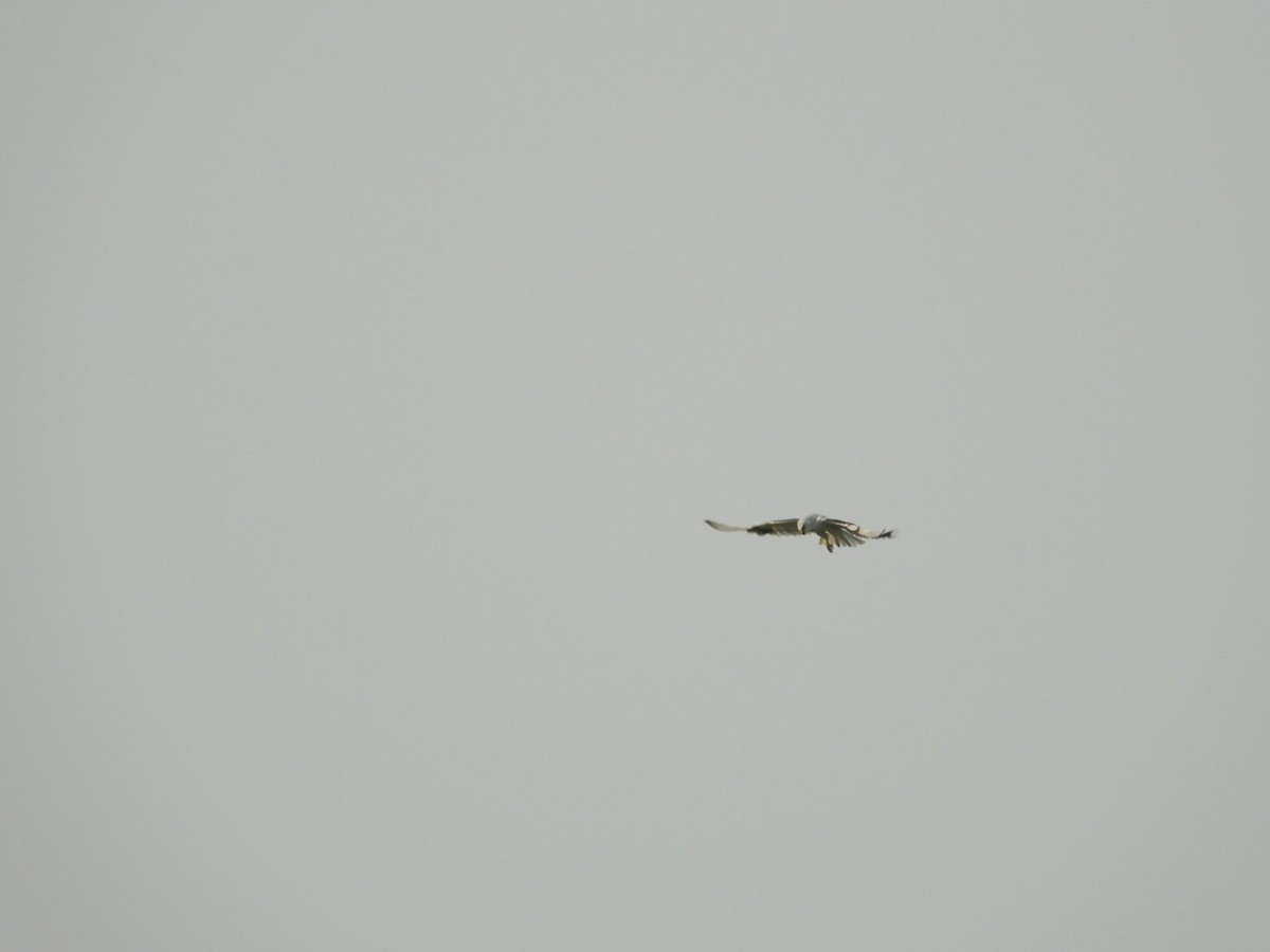 Black-winged Kite - ML211188951