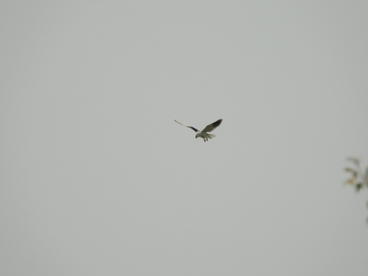 Black-winged Kite - ML211188981