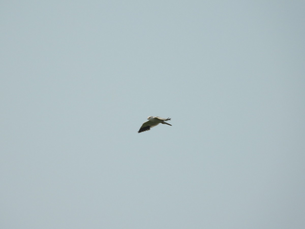 Black-winged Kite - ML211189041