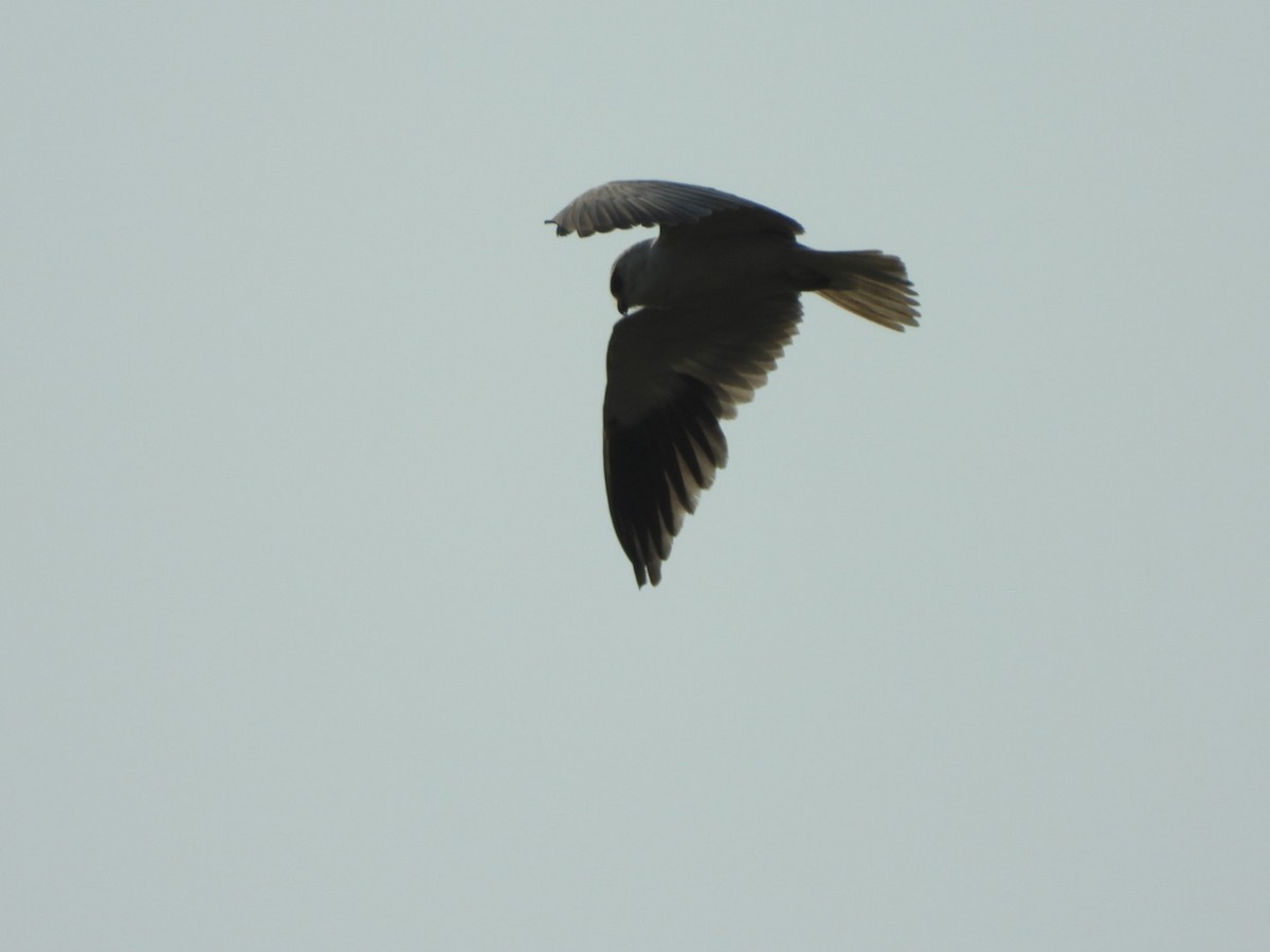 Black-winged Kite - ML211189071