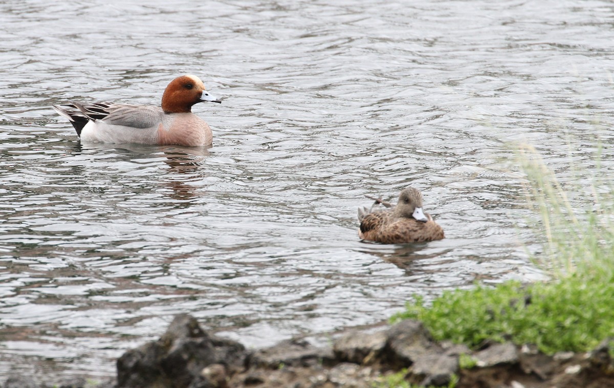 Eurasian Wigeon - Don Coons