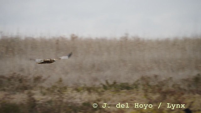 Western Marsh Harrier - ML211189581