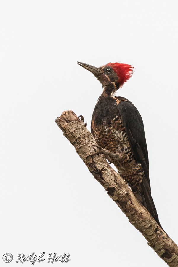 Lineated Woodpecker - ML211190111