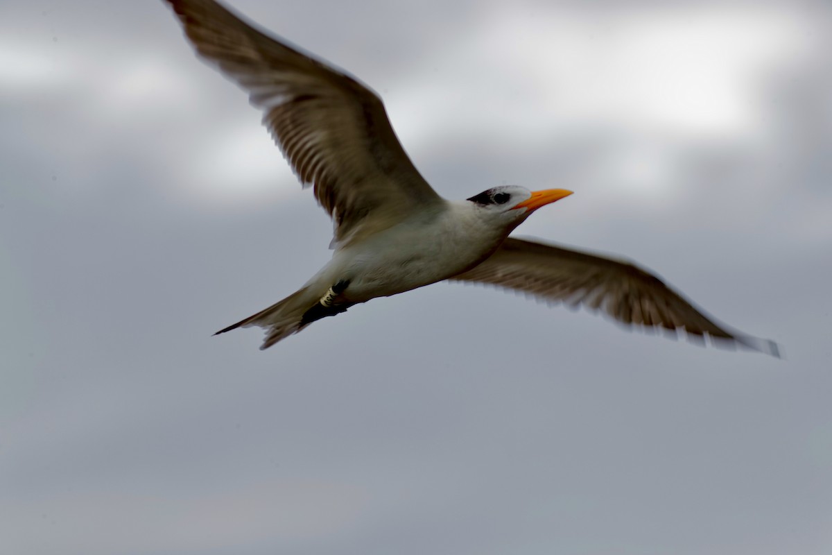 Royal Tern - ML211192001