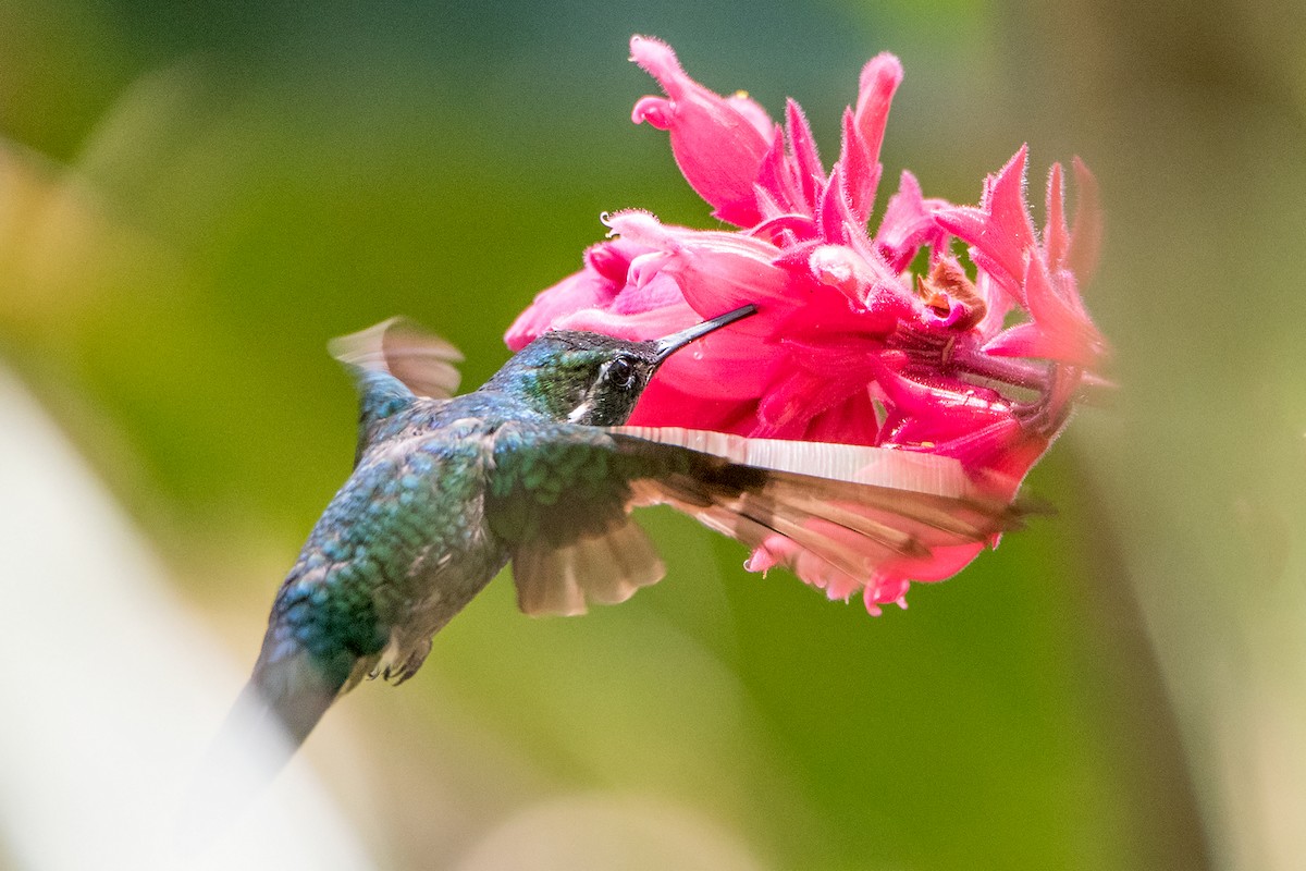 Talamanca Hummingbird - Sue Barth