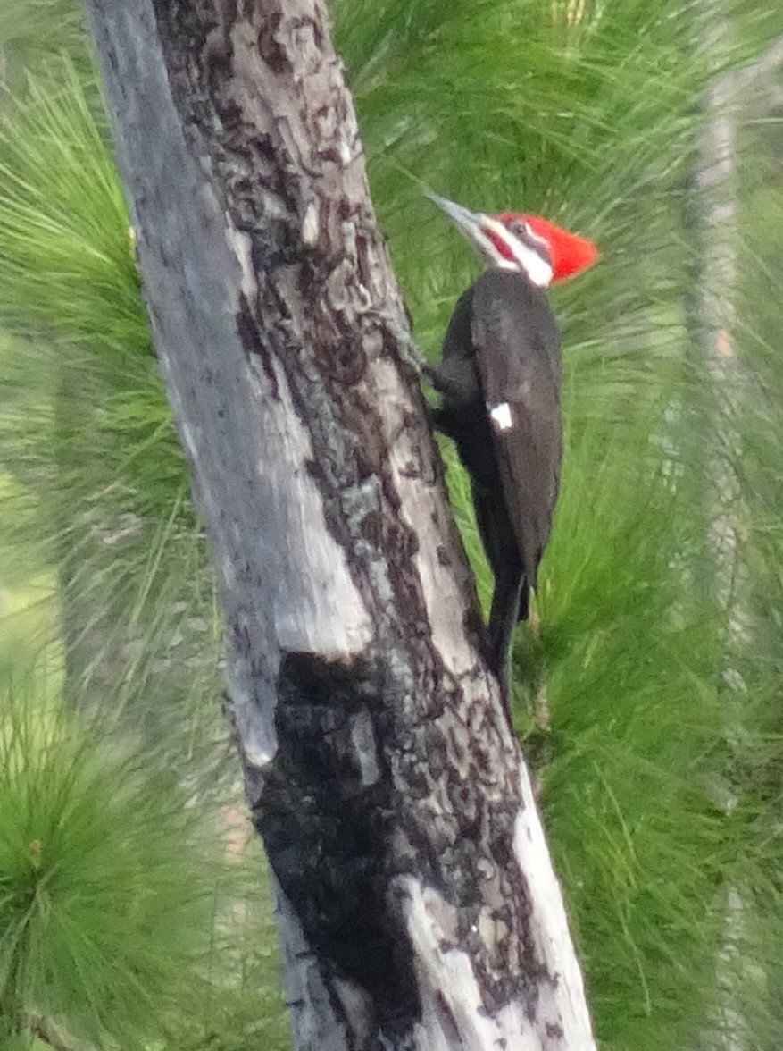 Pileated Woodpecker - ML211198621