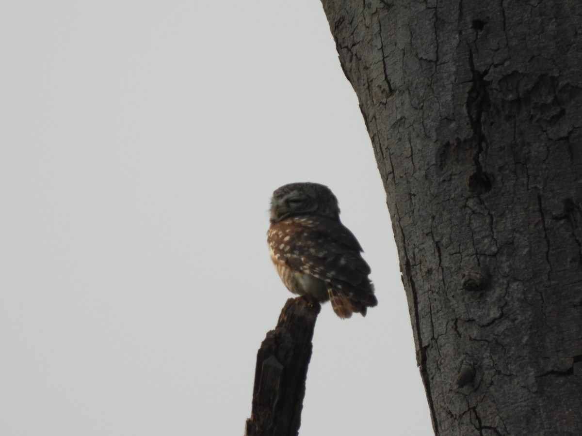 Spotted Owlet - ML211199191