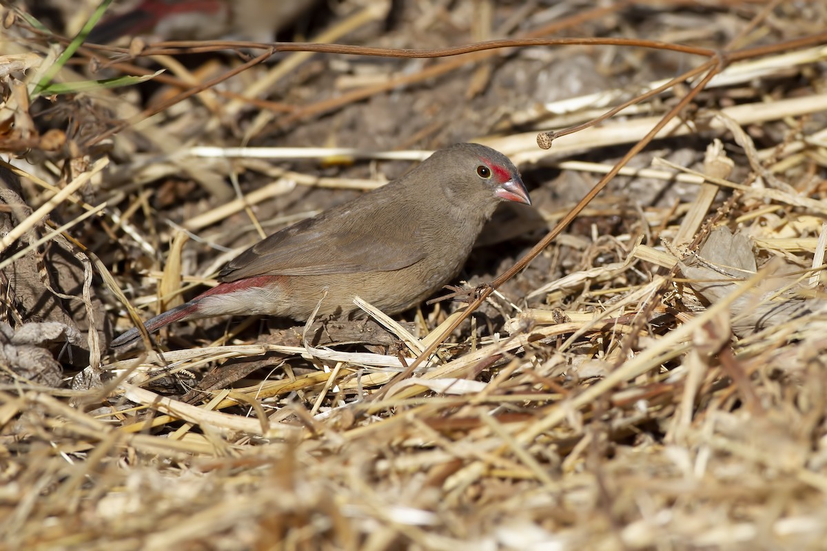 Red-billed Firefinch - Marco Valentini