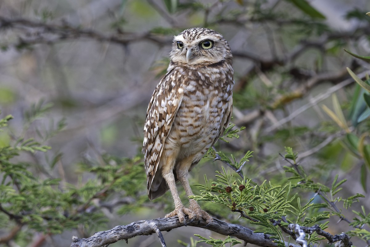 Burrowing Owl - ML211202001