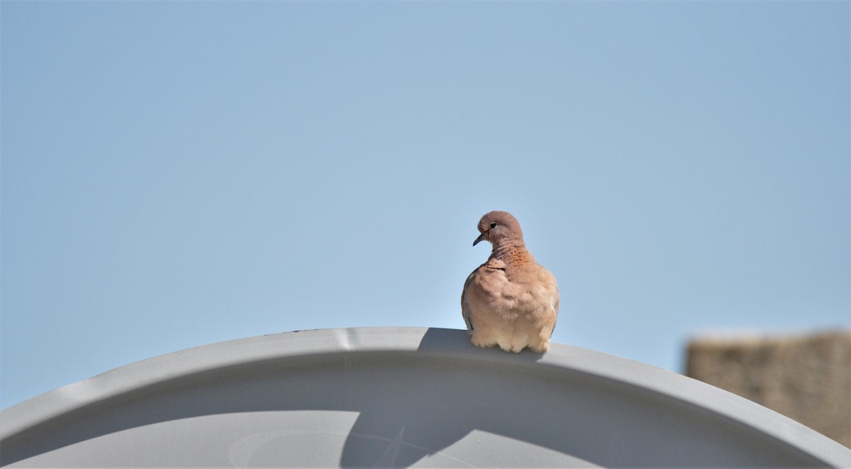 Laughing Dove - ML211202201