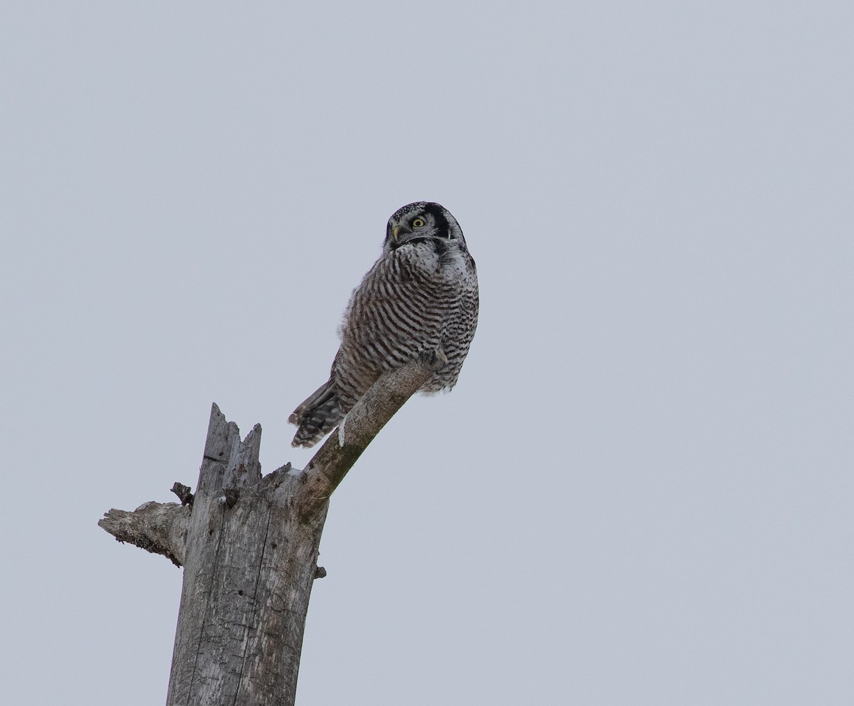 Northern Hawk Owl - Marcel Such