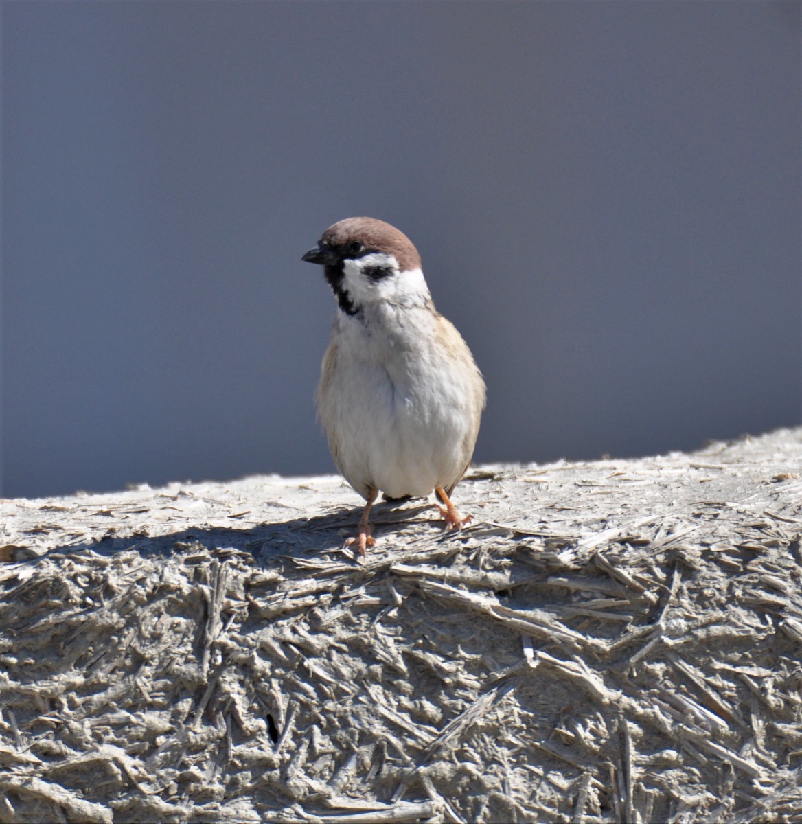 Eurasian Tree Sparrow - Armando Barbosa