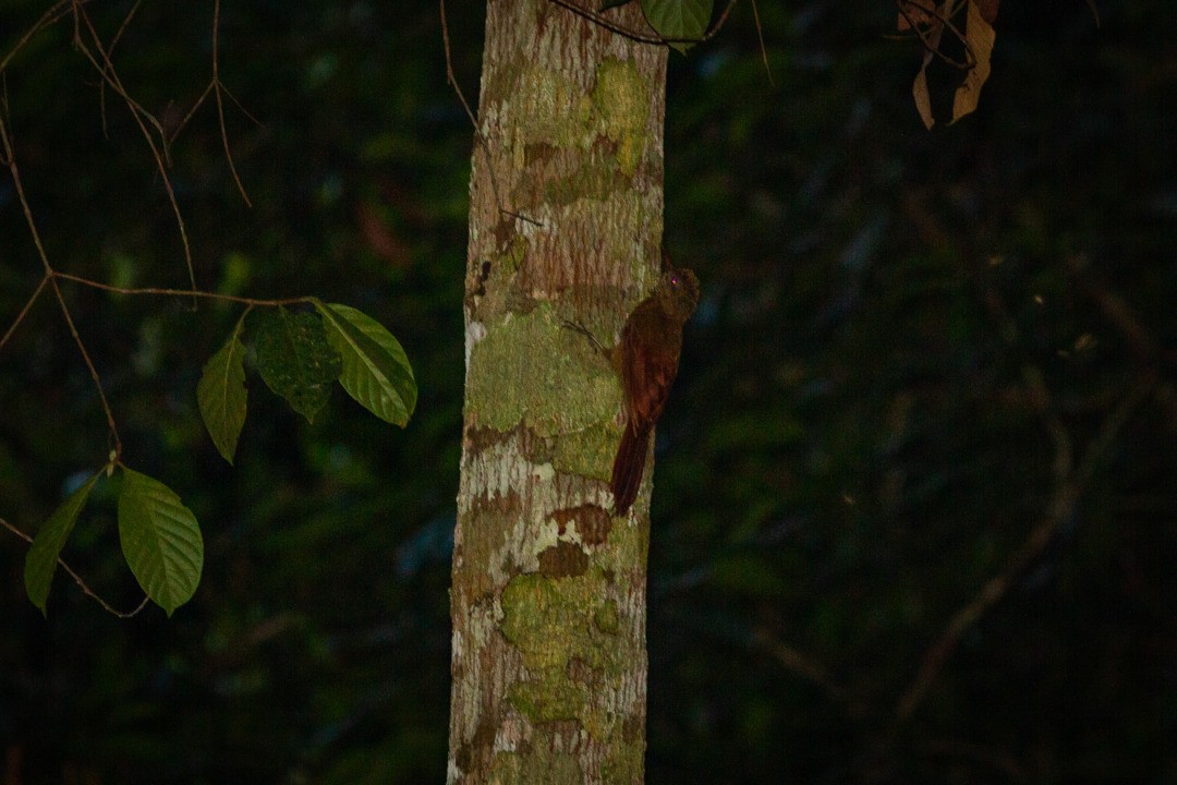 Amazonian Barred-Woodcreeper (Jurua) - ML211206401