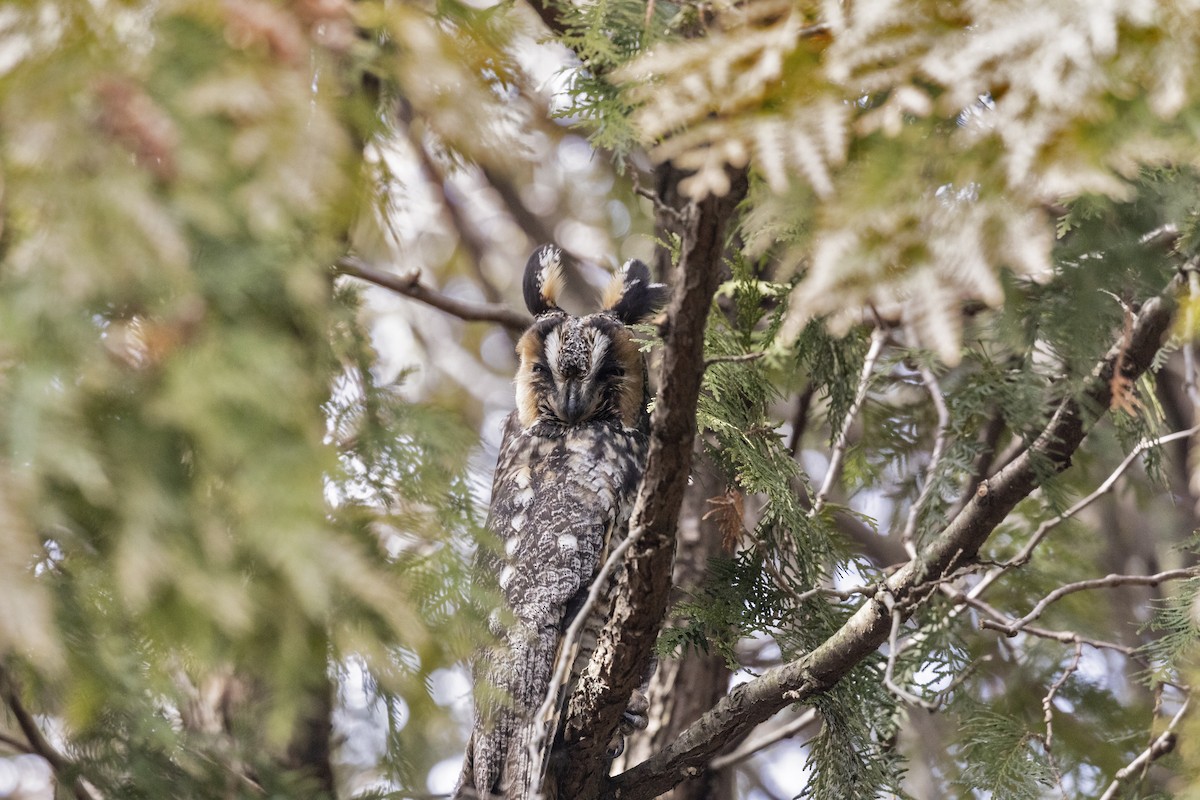 Long-eared Owl - ML211207381