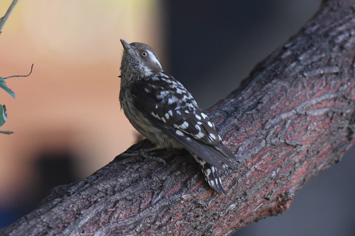 Brown-capped Pygmy Woodpecker - Timothy Lloyd