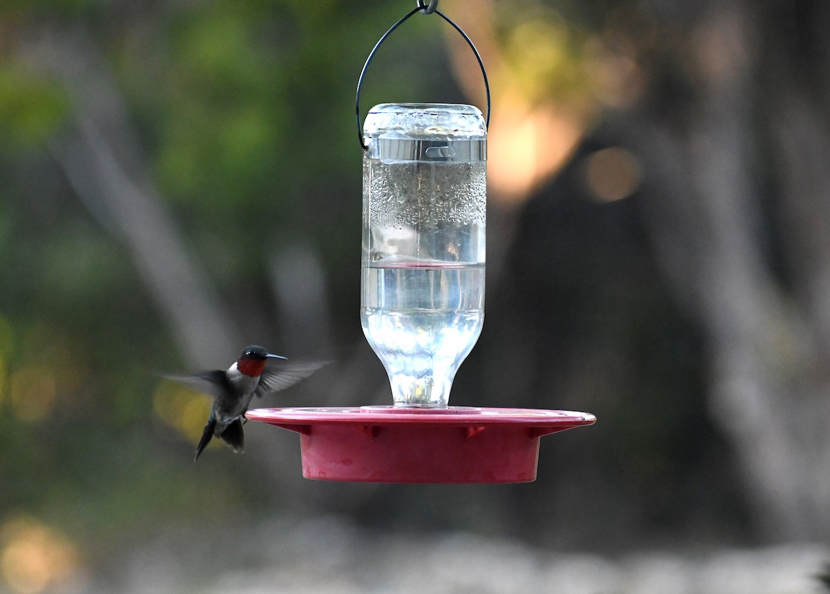 Ruby-throated Hummingbird - ML211208511