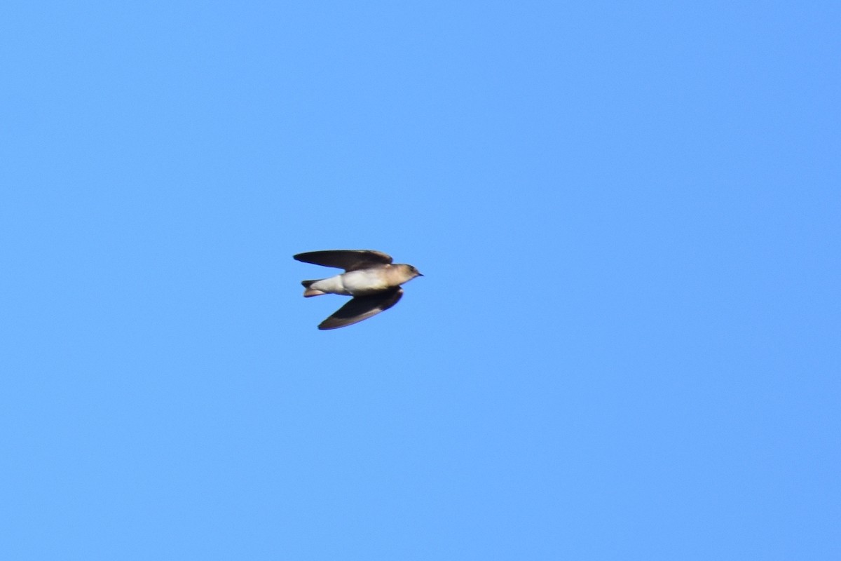 Northern Rough-winged Swallow - Luke Berg