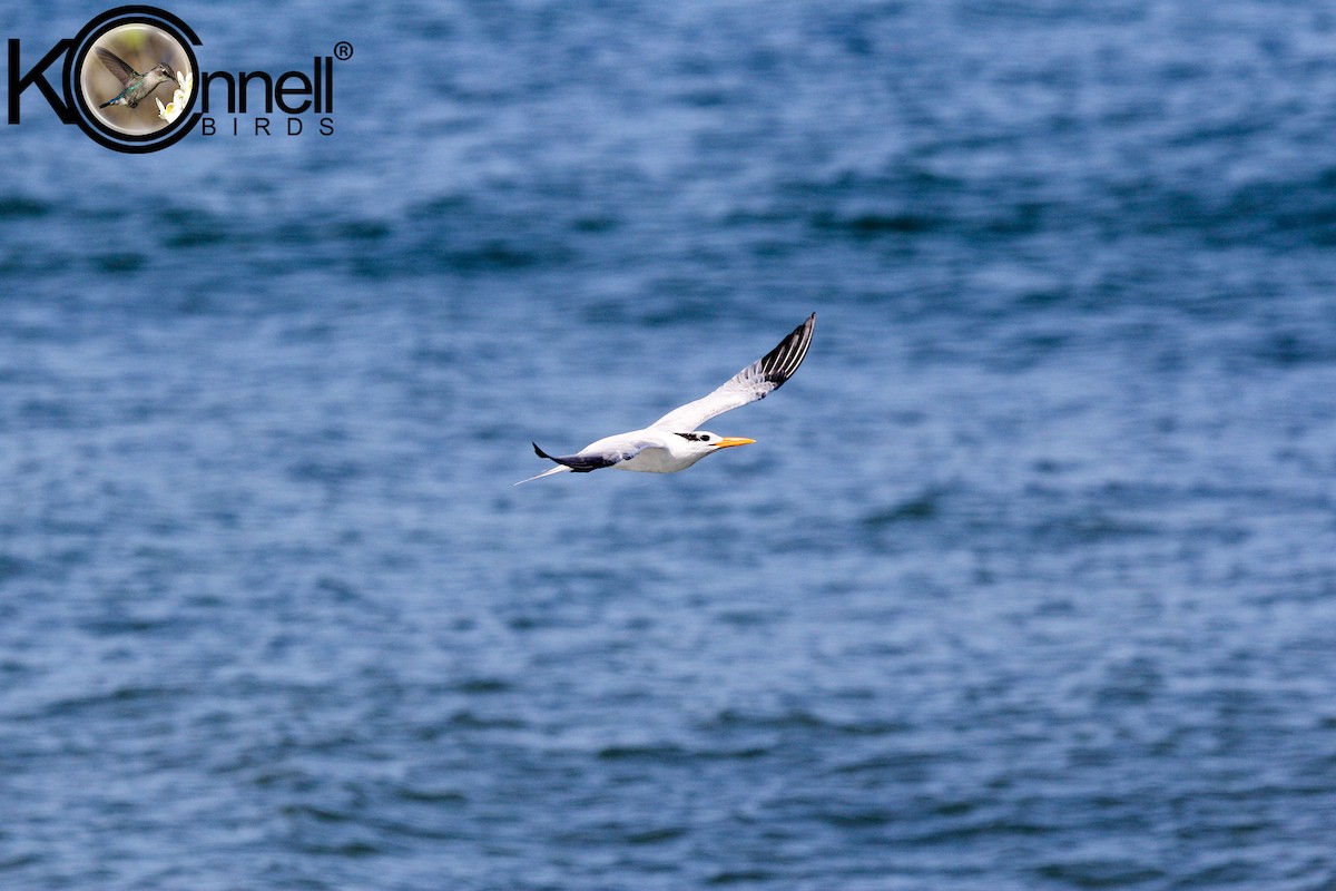 Royal Tern - Arturo Kirkconnell Jr