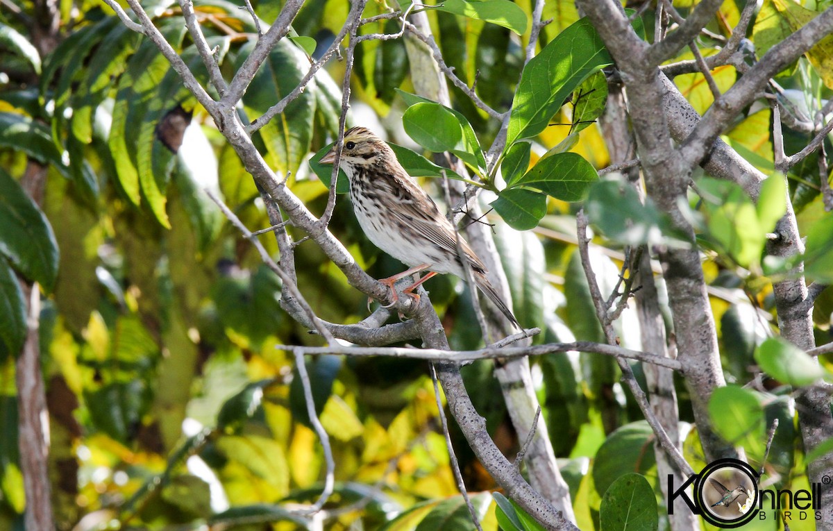 Savannah Sparrow - ML21122061