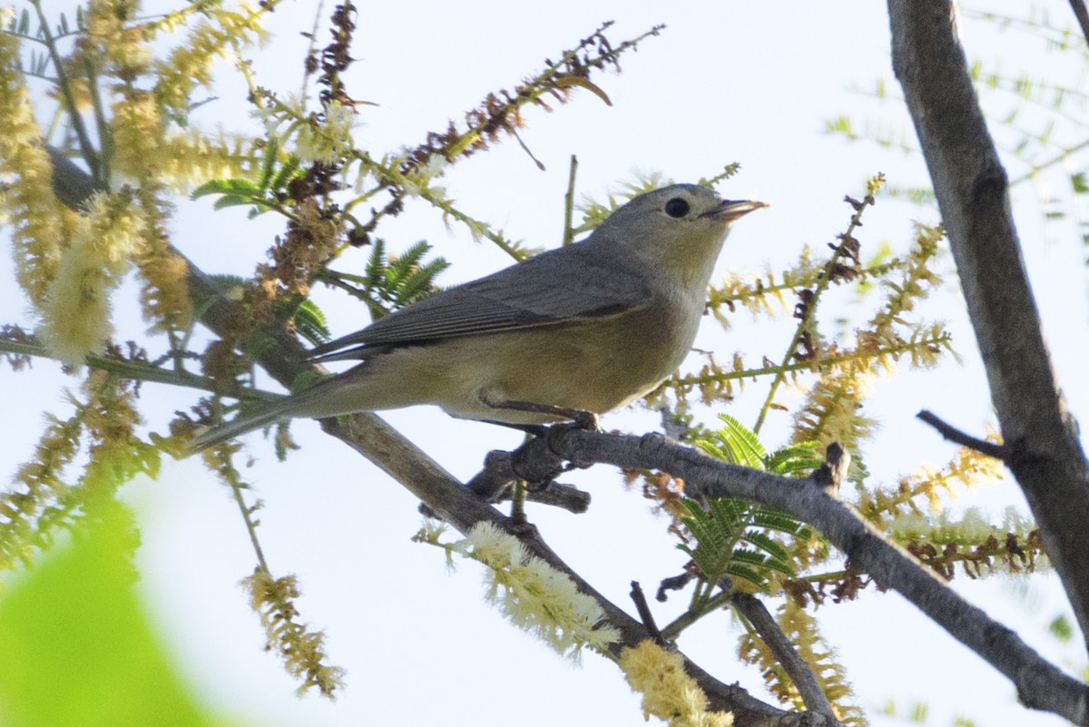 Lucy's Warbler - ML211221101