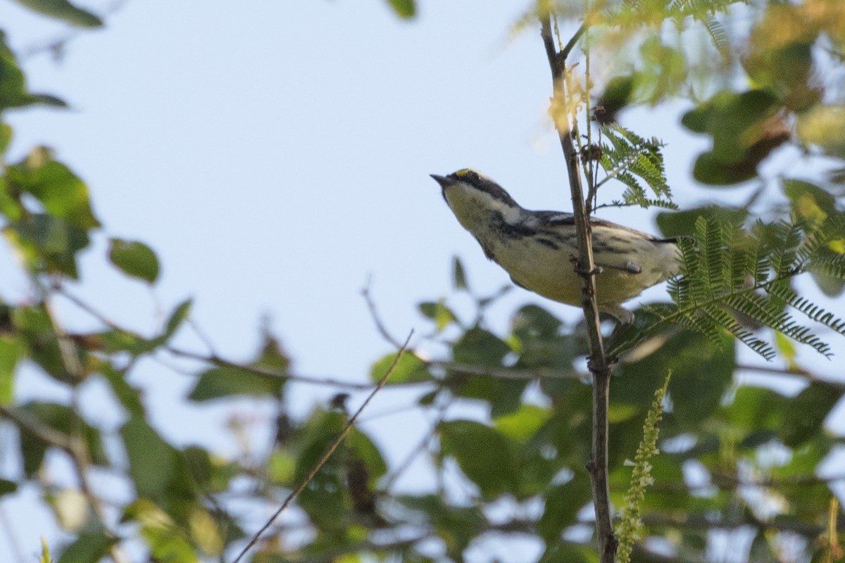 Black-throated Gray Warbler - ML211221211