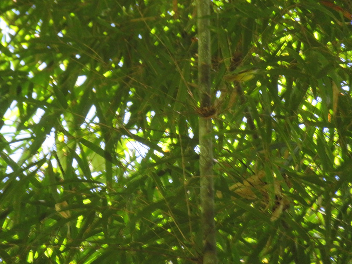 Yellow-bellied Warbler - ML211221441