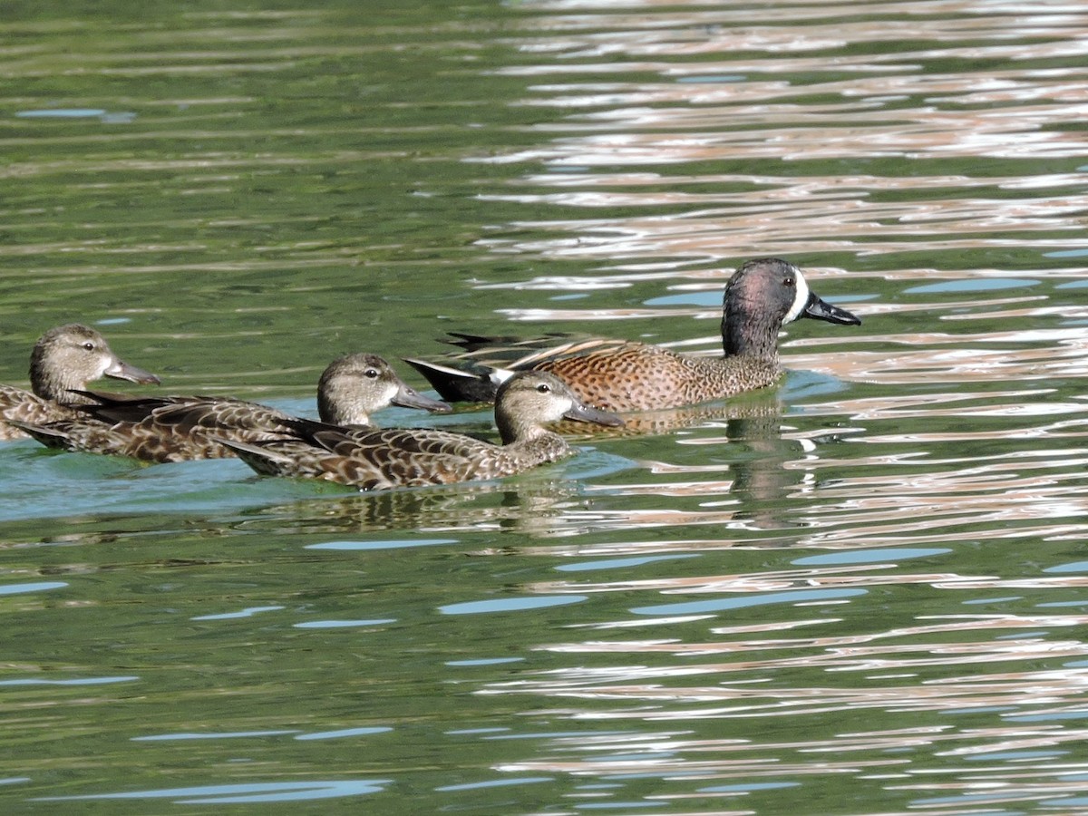 Blue-winged Teal - ML211222791
