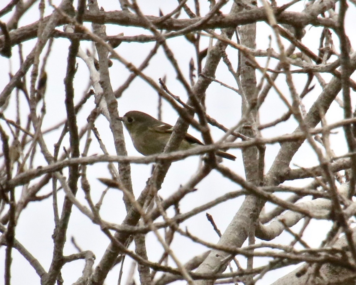 Hutton's Vireo - Millie and Peter Thomas
