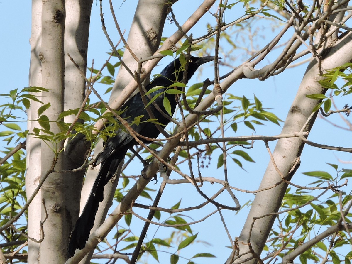 Great-tailed Grackle - ML211224711
