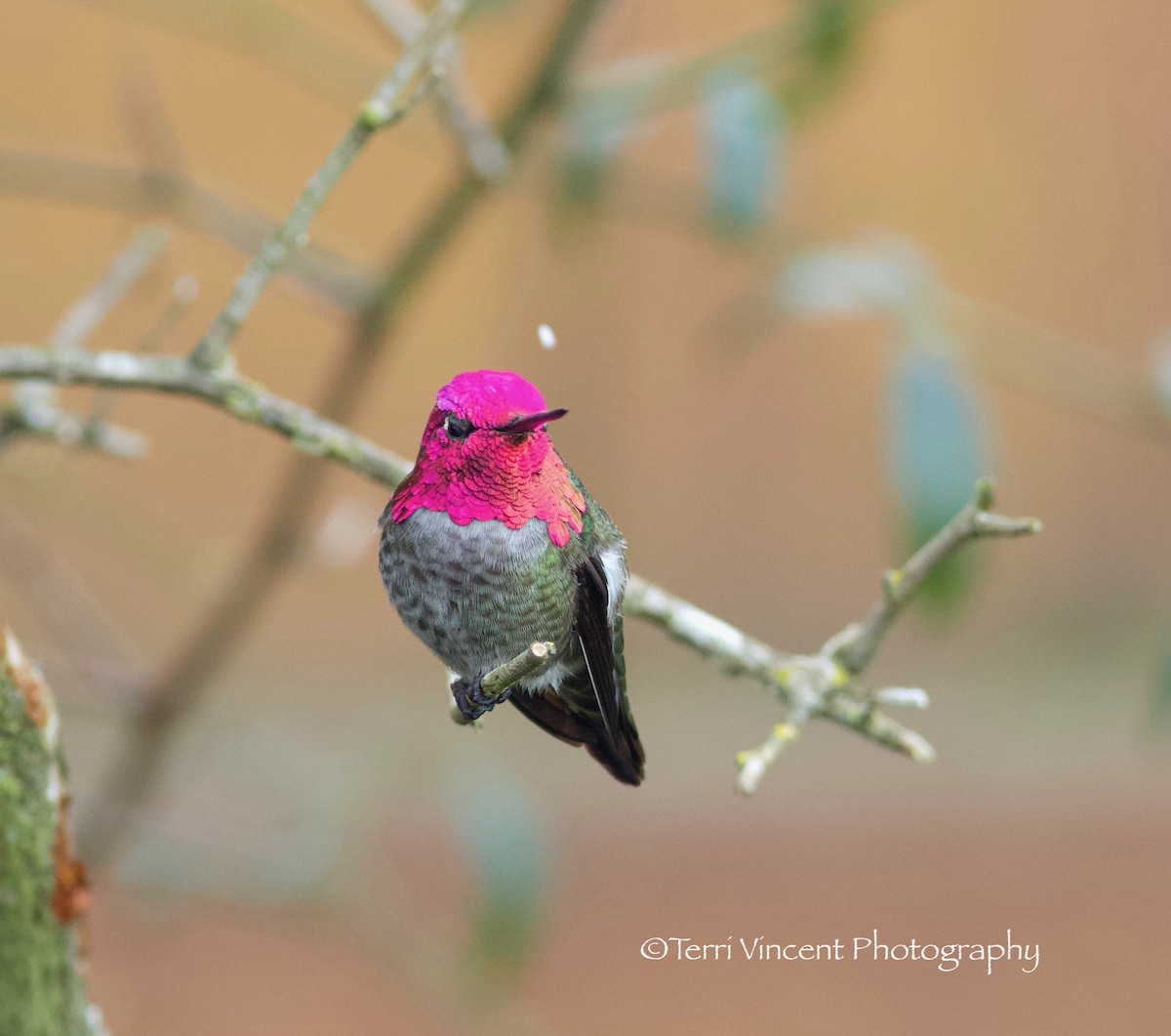Anna's Hummingbird - Terri Vincent