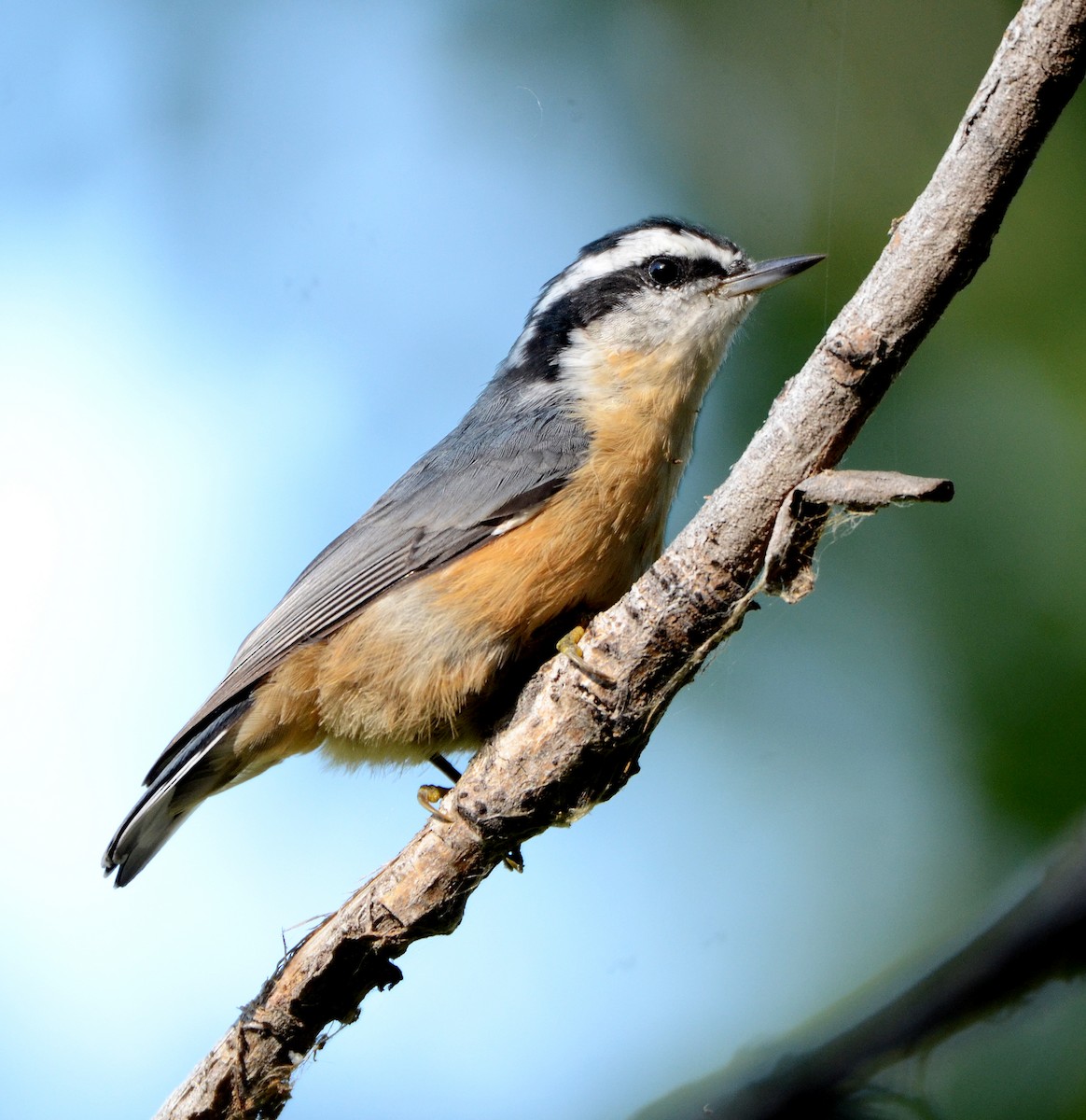 Red-breasted Nuthatch - ML21123151