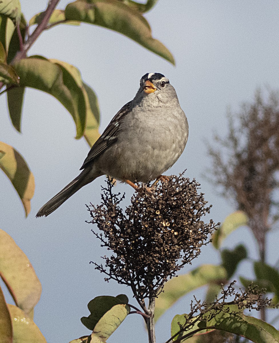 White-crowned Sparrow - ML211232141