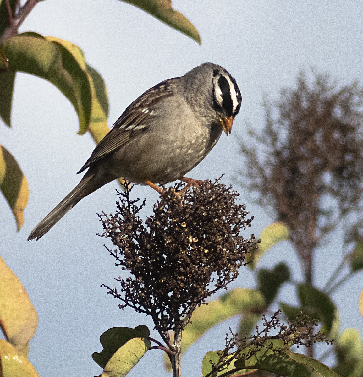 White-crowned Sparrow - ML211232151