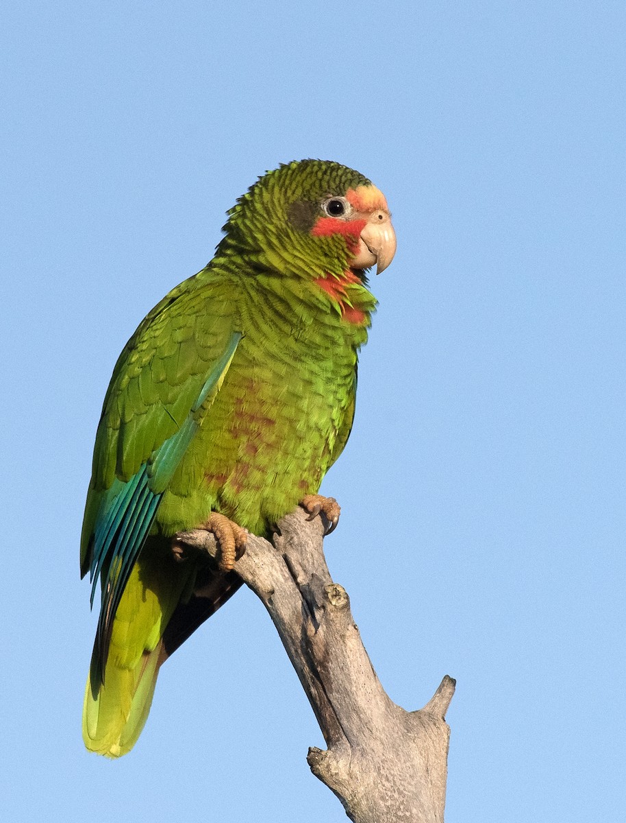 Cuban Parrot - ML211232581