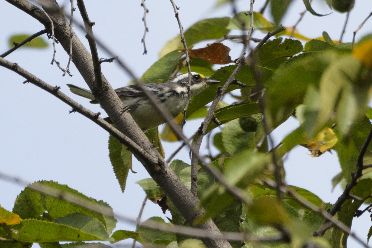 Black-throated Gray Warbler - ML211233911