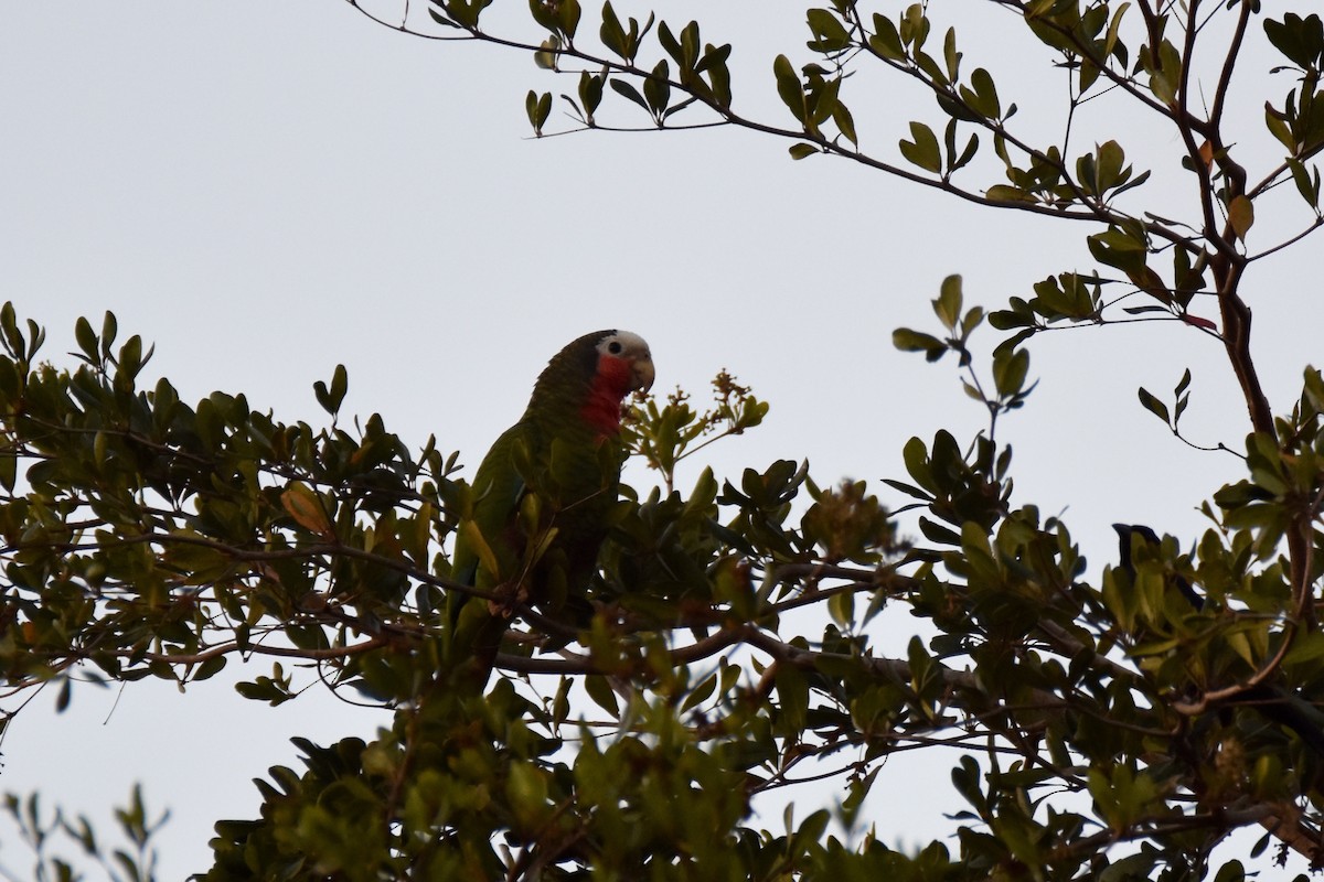 Cuban Parrot (Cuban) - ML211237311