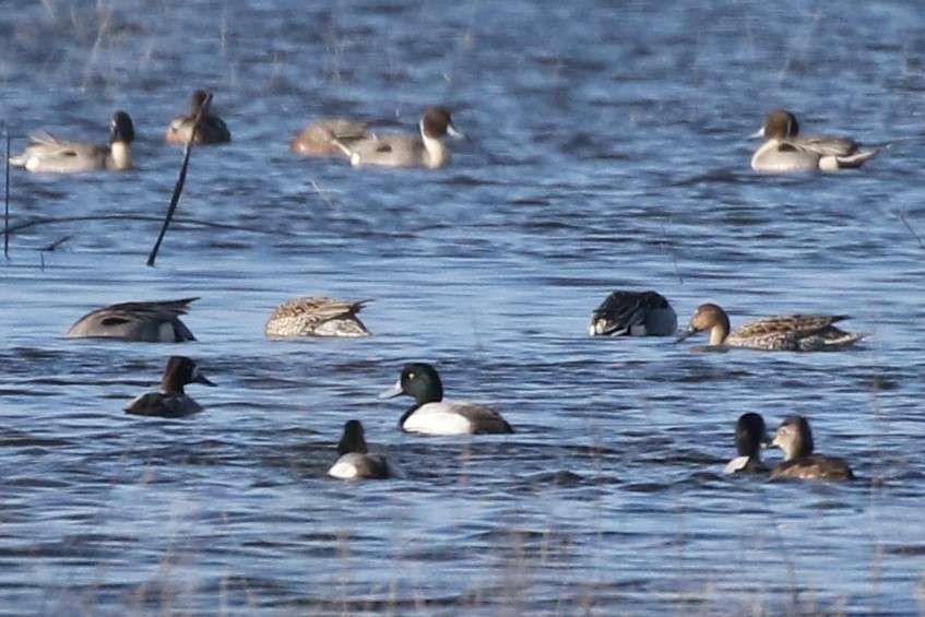 Greater Scaup - ML211241961