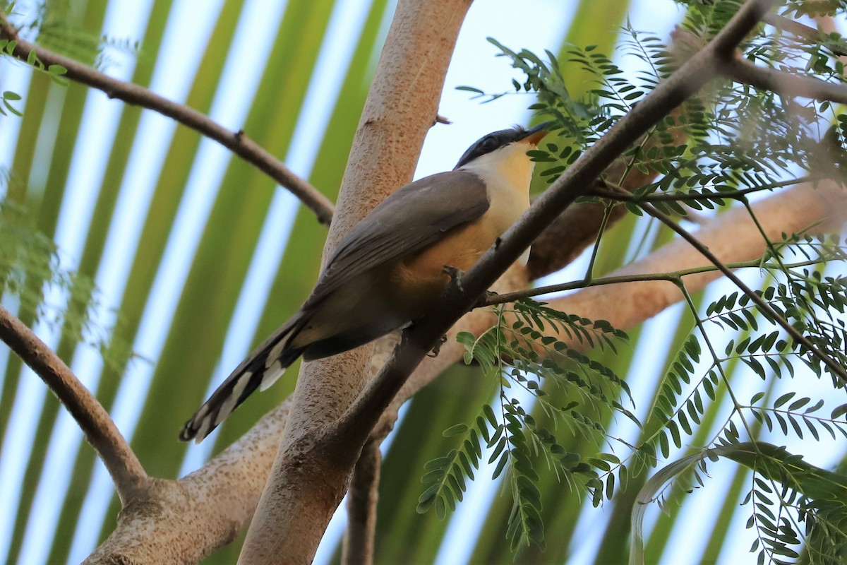 Mangrove Cuckoo - Matthew Berg
