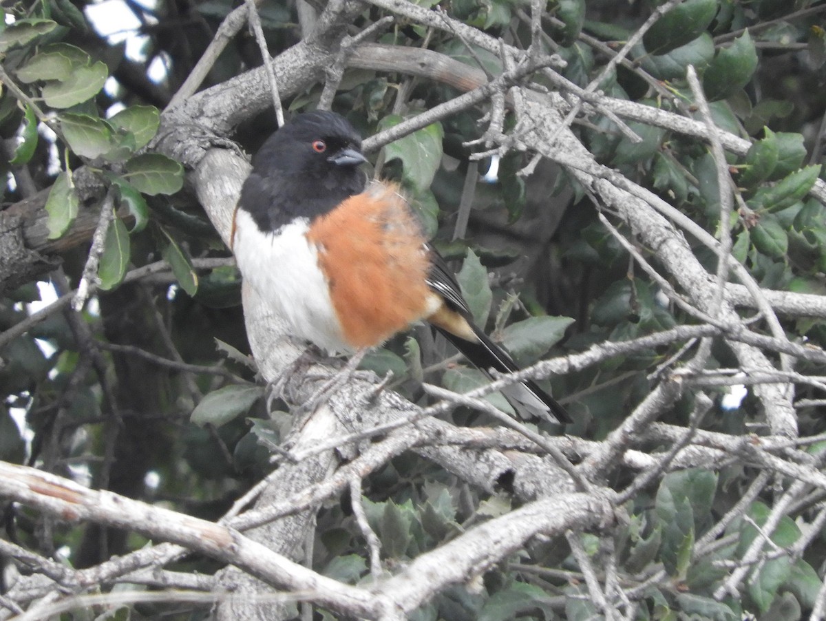 Spotted Towhee - Catherine McFadden