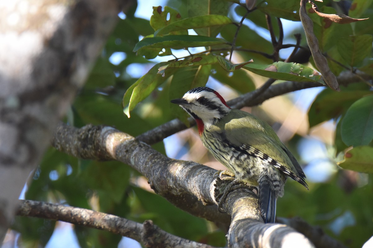 Cuban Green Woodpecker - ML211245341
