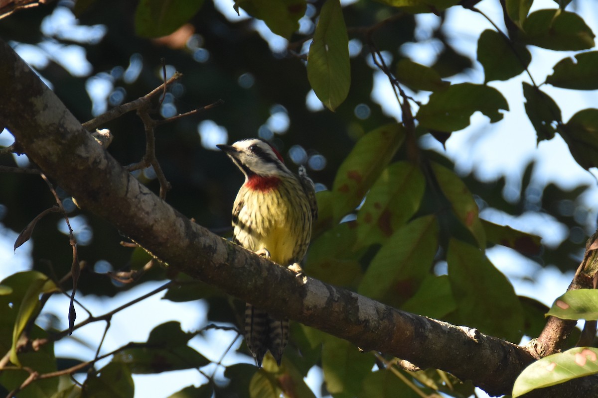Cuban Green Woodpecker - ML211246041