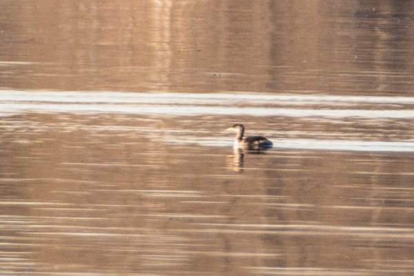 Red-necked Grebe - ML21124631