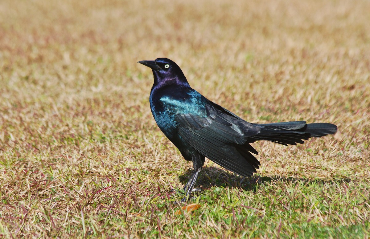 Boat-tailed Grackle - ML211247201