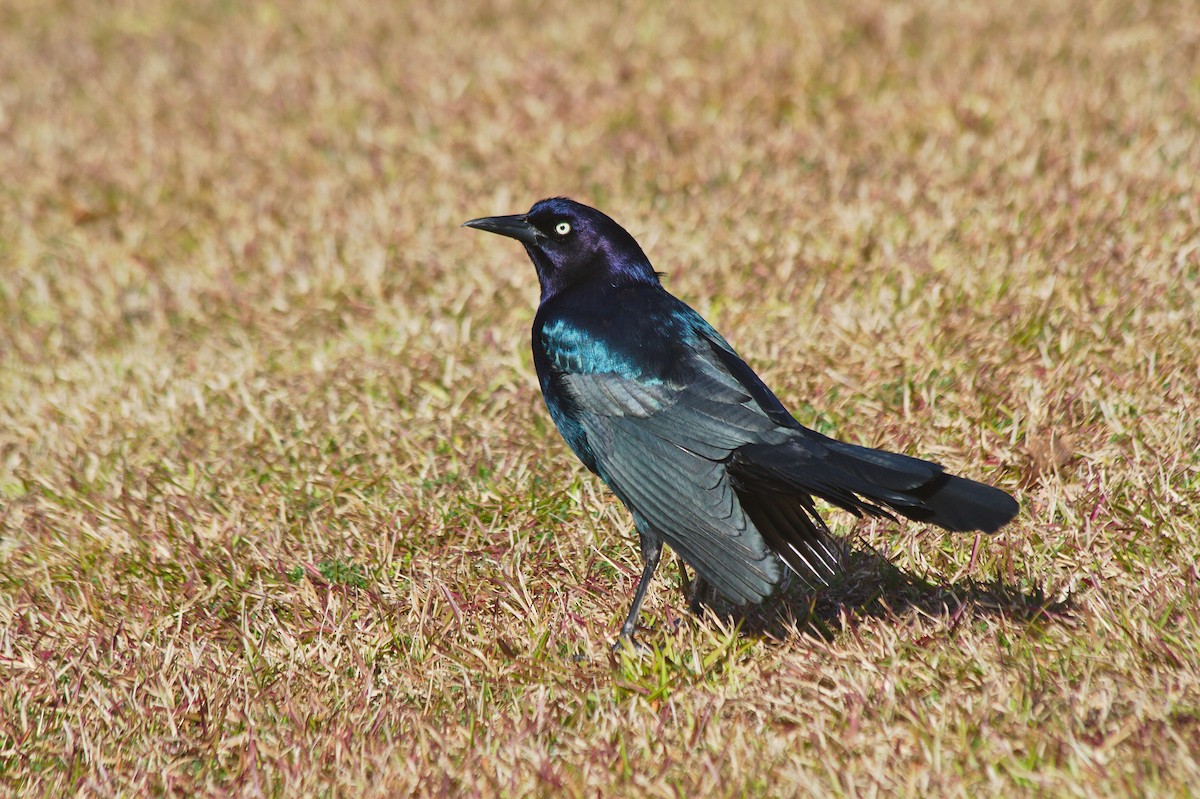 Boat-tailed Grackle - ML211247271