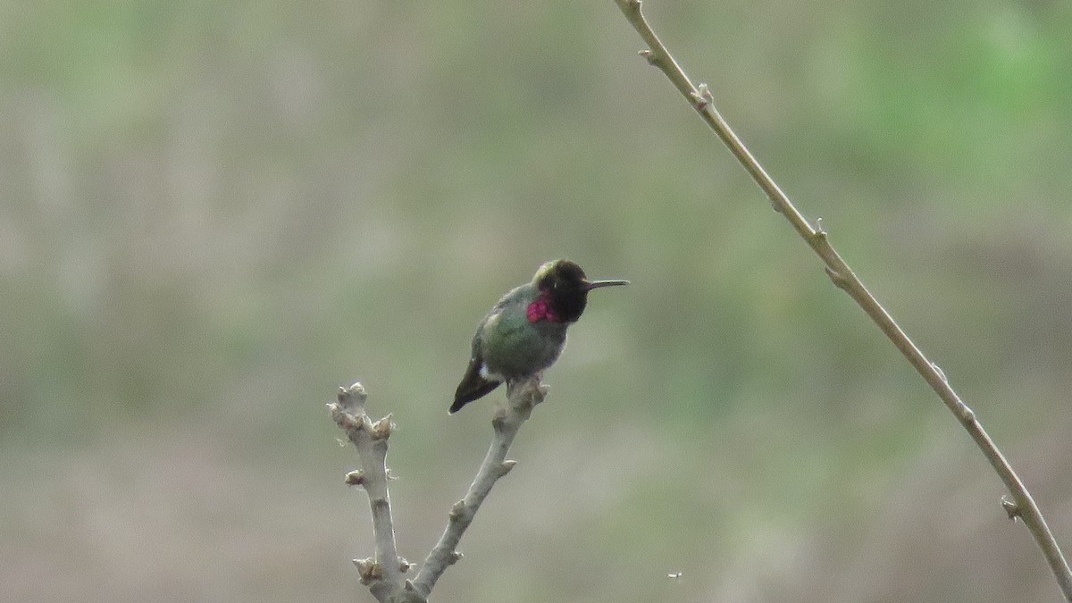 Anna's Hummingbird - Curtis Mahon