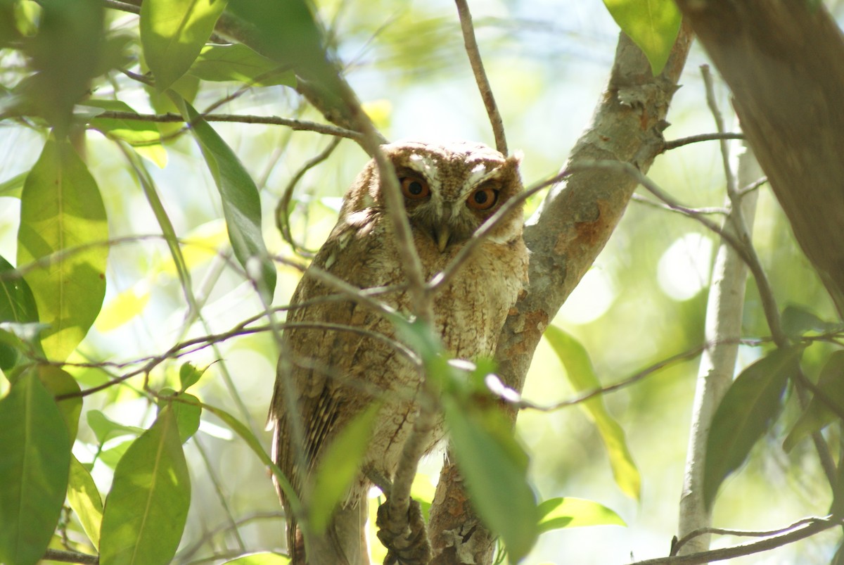 Puerto Rican Owl - ML21125551