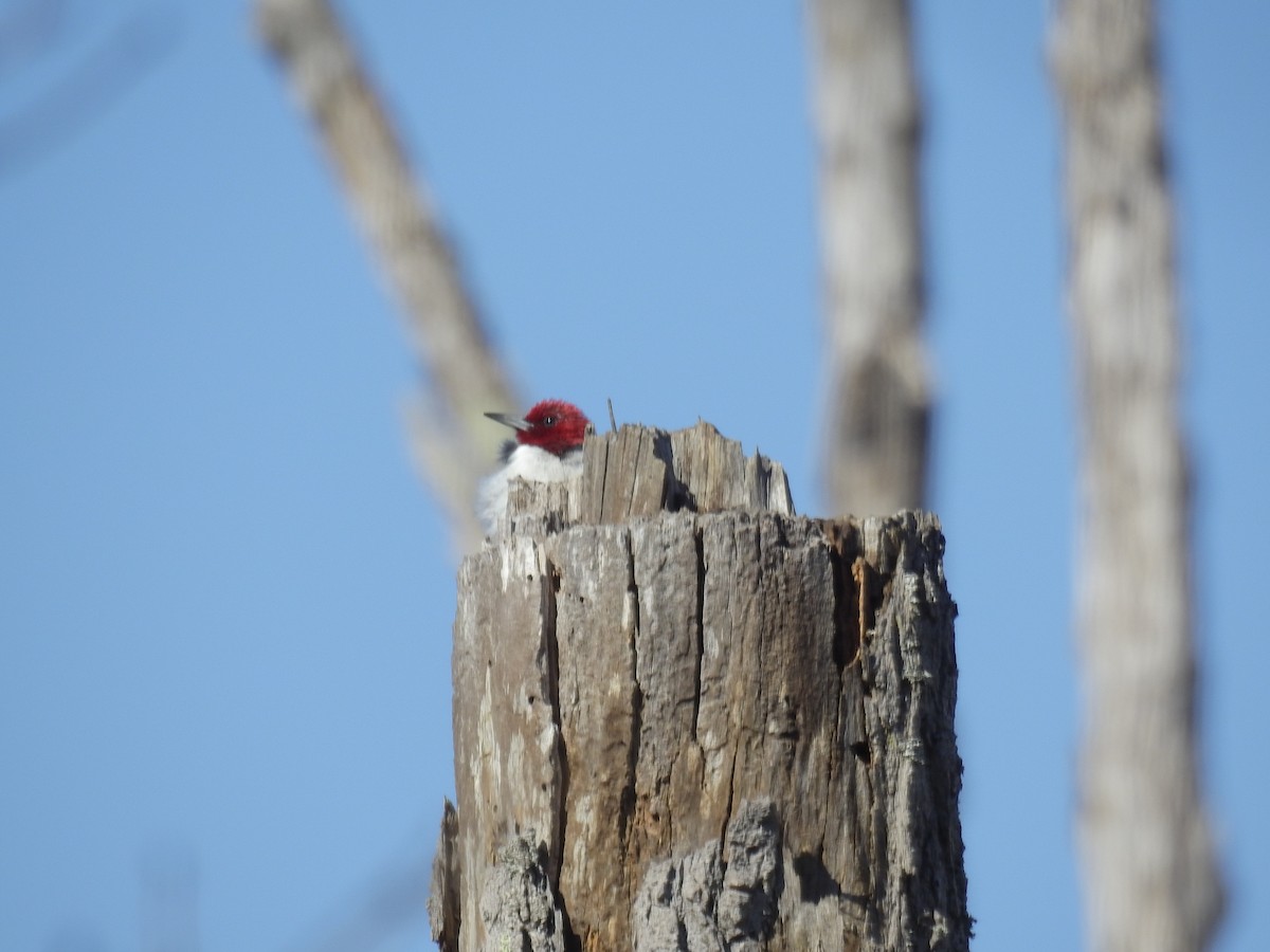 Red-headed Woodpecker - ML211270971
