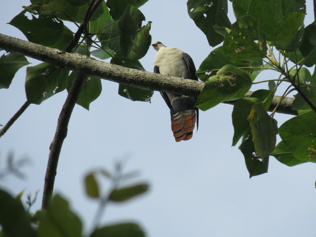 Great Cuckoo-Dove - ML211271011